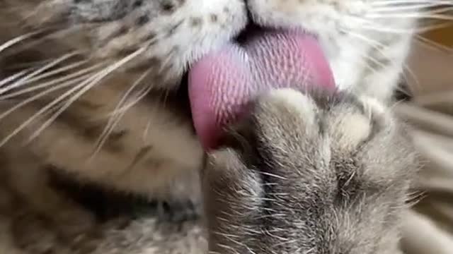 cute vey fuuny cat Cutepuppylover #Rumblevideos #dogs