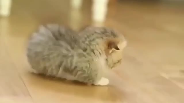 Cute Cat Dancing For Owner