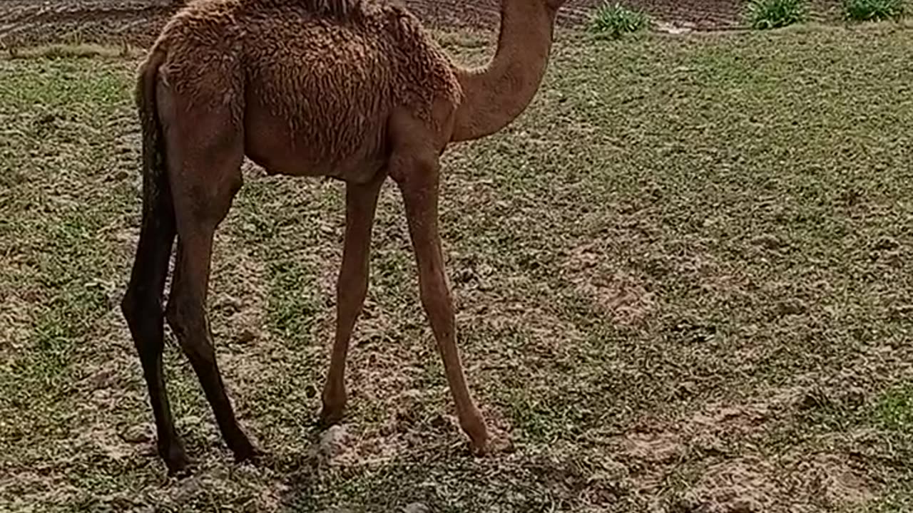 Little camel, baby camel