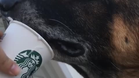 German shepherd eats cream out of starbucks cup