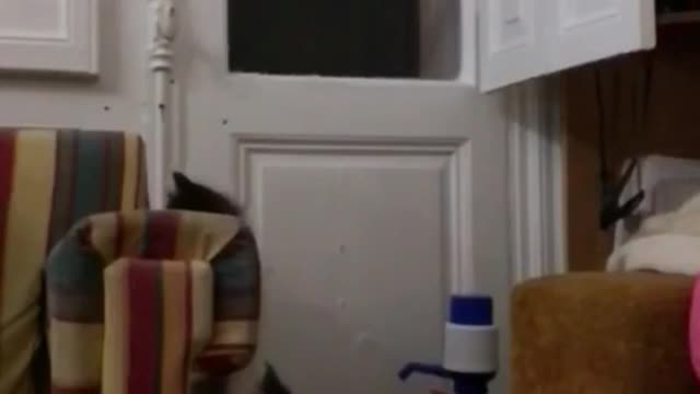 Black and white cat jumps from couch