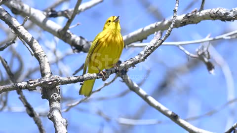 the yellow adkhla speaks loudly and is floating on a high tree branch