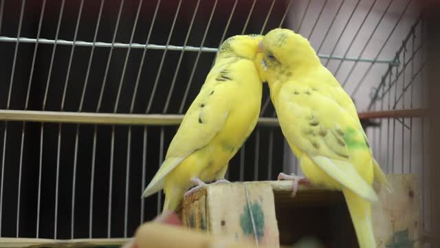 Birds Love Moment