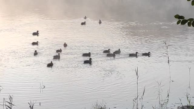 Duks swimming #ducks #duck #ducksofinstagram #waterfowl #duckhunting #nature #birds #hunting #ducklings #wildlife #duckseason #ducksunlimited #ducklife #geese #naturephotography #waterfowlhunting #photography #mallard #bird #outdoors #birdsofinstagram #an