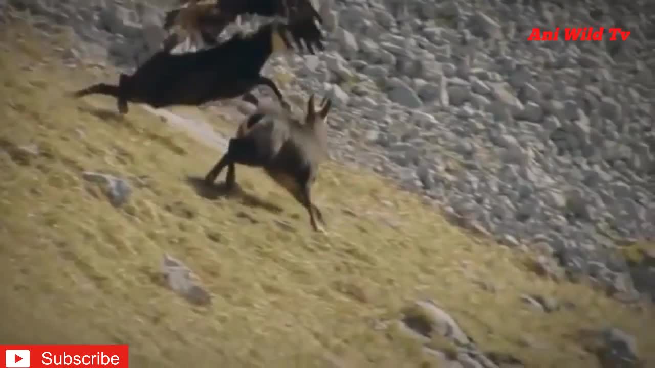 BEST ATTACK OF EAGLE HUNTING