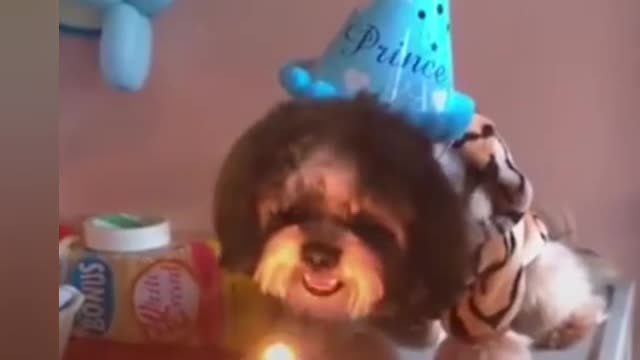 Happy birthday to dog enjoy the baby