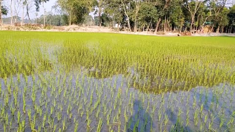 What happened after watering the paddy field