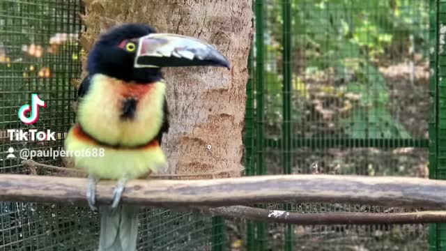 Birds sanctuary