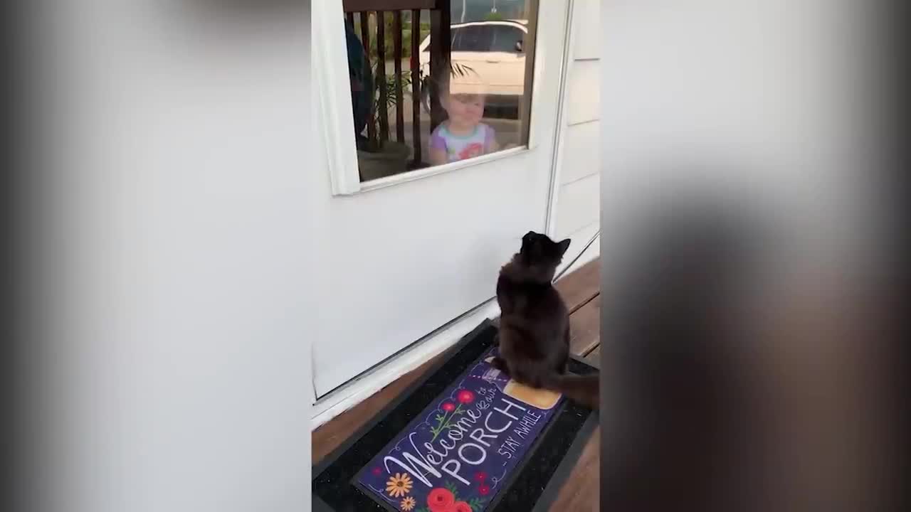 Funny Cats And Babies Playing Together ❤