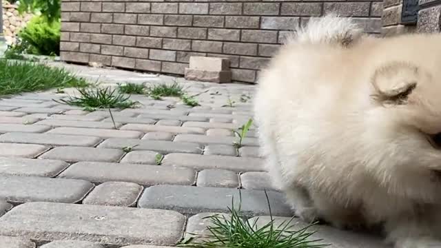 a-puppy-on-cobblestone-floor