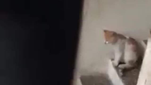 A cat knocking on the door