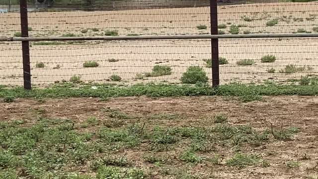 Young Angus/CharX pair.