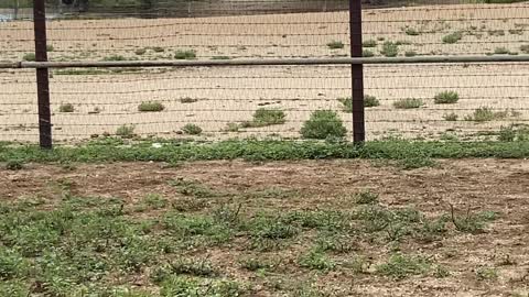 Young Angus/CharX pair.