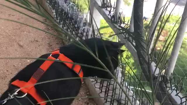 A cat on a walk on the veranda.