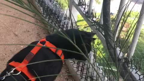 A cat on a walk on the veranda.