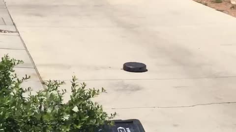 Robot vacuum fed up with quarantine makes a run for it