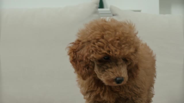 Brown poodle playing on the sofa