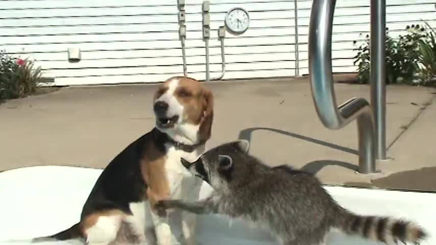 Pet Raccoon Oscar Checking Dog Teeth For Decay