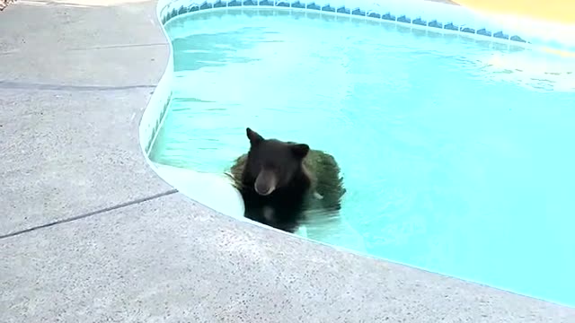 Bear Takes Plunge in Backyard Pool