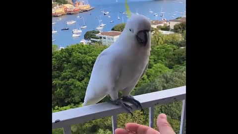 Funny Parrots Videos 2021 Compilation cute moment of the animals Cutest Parrots Compilation