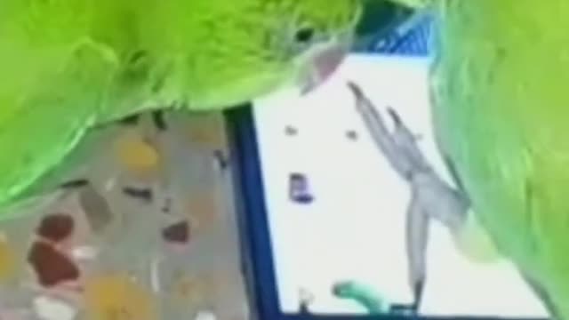 Parrots are fighting for phone#funny birds