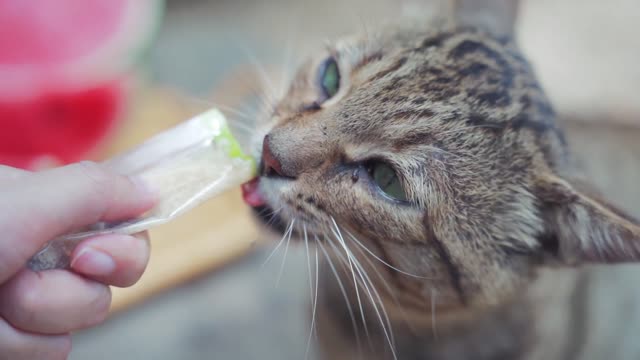 Cat:Snacks are my favorite