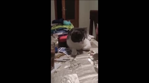 Funny animal videos 2023 - Funny cats/dogs funny