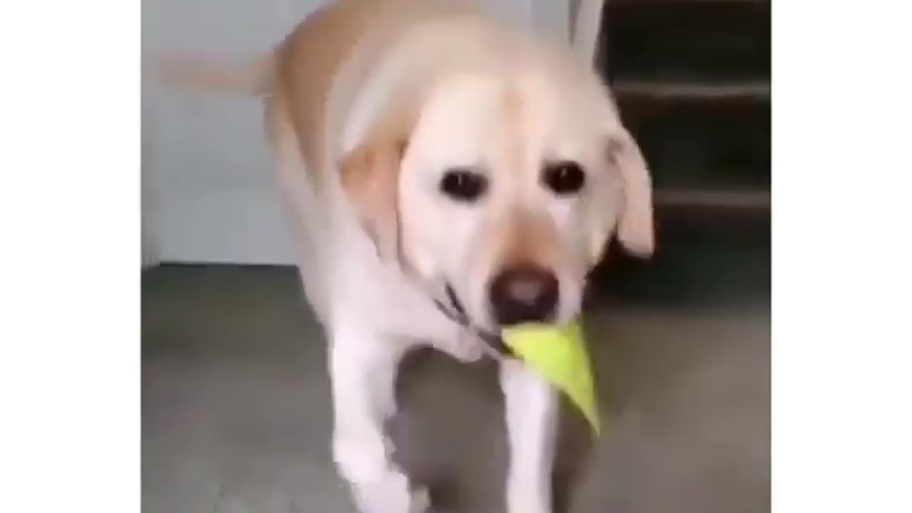 #shorts #doglover #dog #pet #dogvideo #cutedog #oscar #jerry #viral