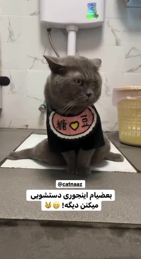 The cat goes to the bathroom politely like this