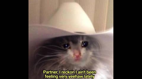 Sad Country Cat