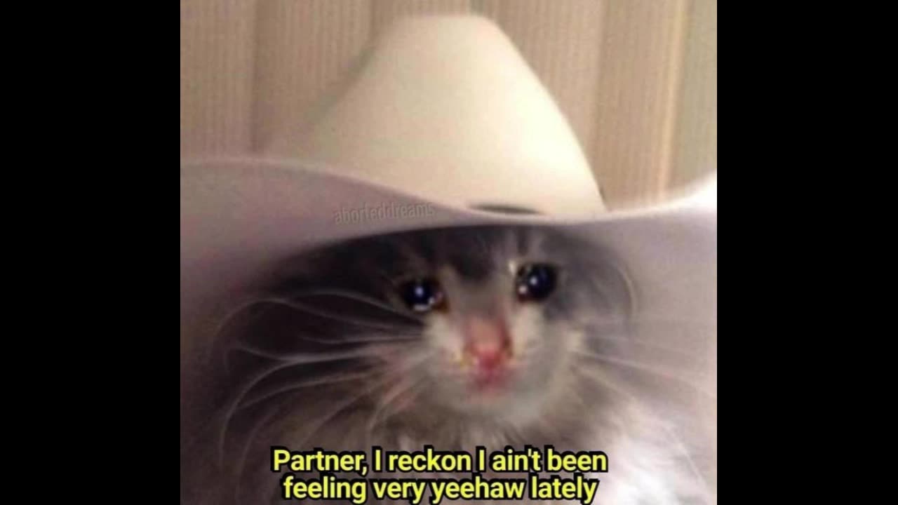 Sad Country Cat