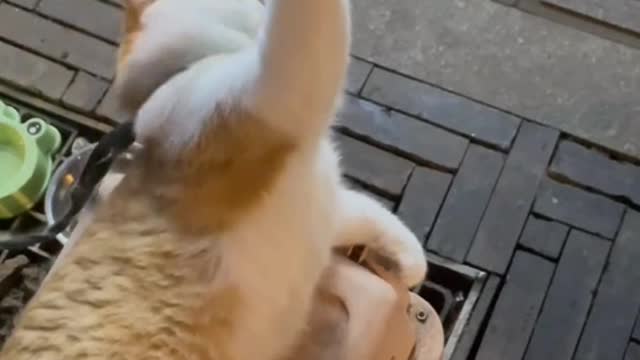 The reason why cats are fascinating