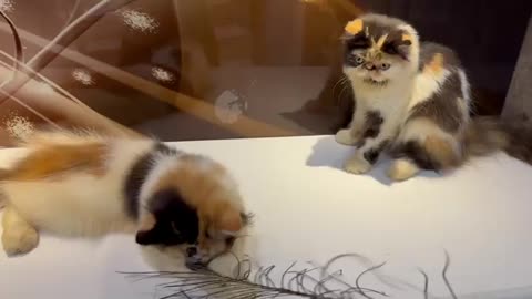 Funny Cats | Funny Video Compilation - Fails Of The Week