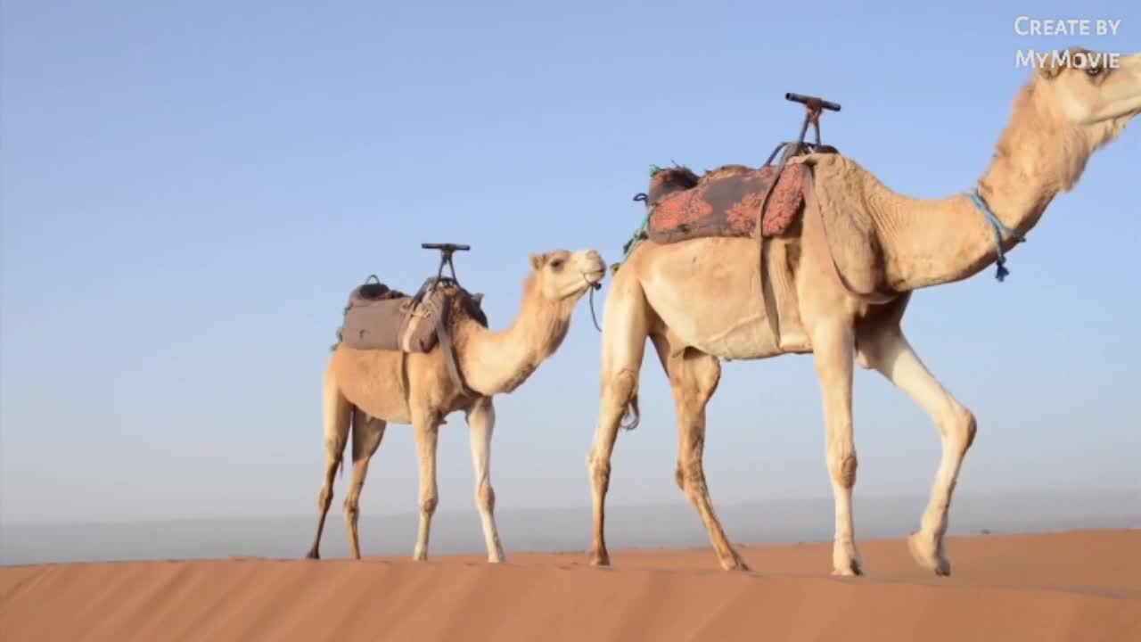 Camel video animal pets funny