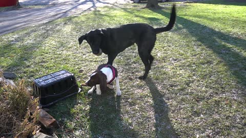 TUBBY VERSUS BEAR