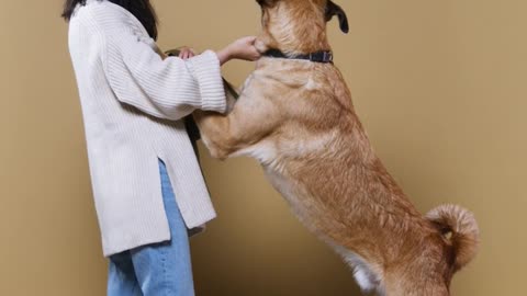 A Woman training a Dog