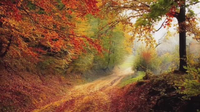 Beautiful nature video