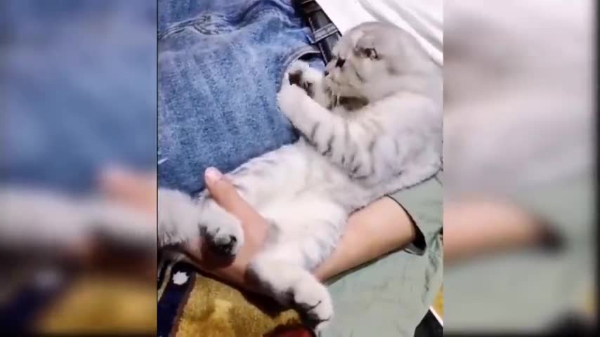 Baby Cats - Cute and Funny Cat Videos Compilation