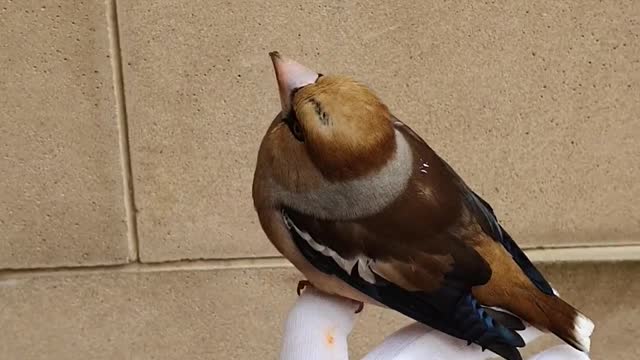 a gentle bird