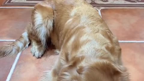 The dog is very reluctant to take the medicine, so funny expression