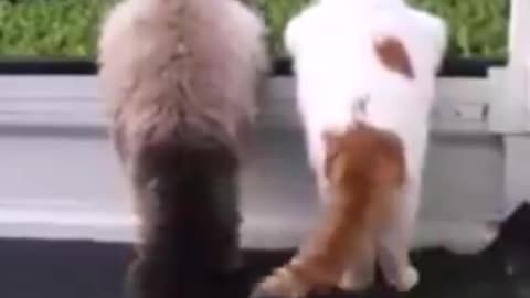 Funny and Cute Cats Videos #59 │ Gadis Sekarwangi