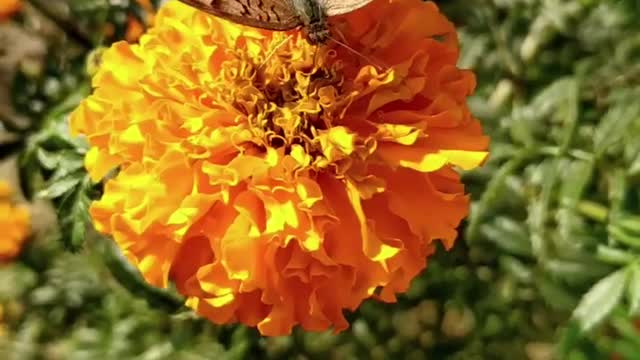 butterfly in the flower come and watch it