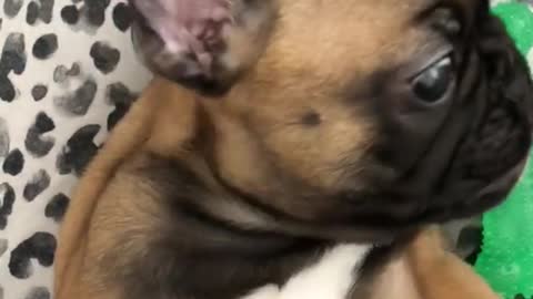 Brown french bulldog puppy bites green chew toy