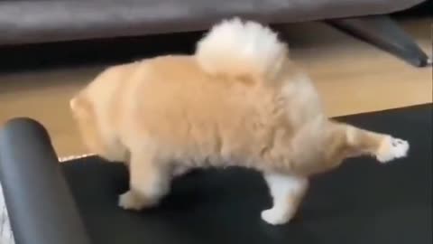Morning Yoga... 🐕 Dog