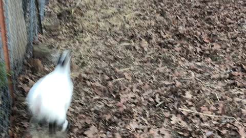 Goat Babies Running Fast