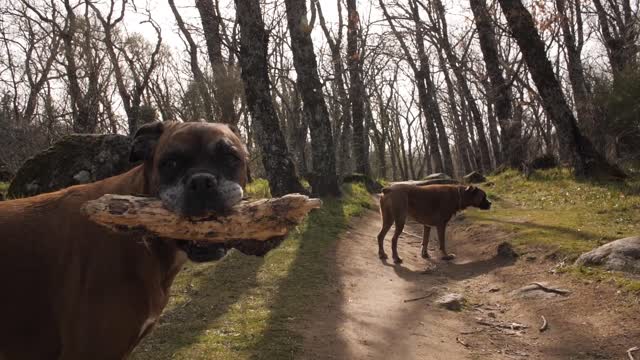good dogs