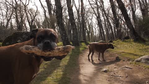 good dogs