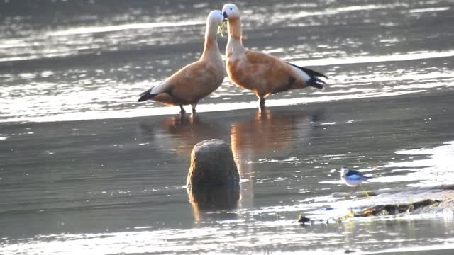 Always seen couple,deep love birds