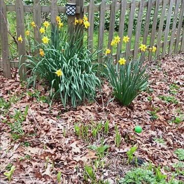 Daffodil plants