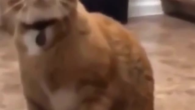 Funny cat play with Water bubble and shocked